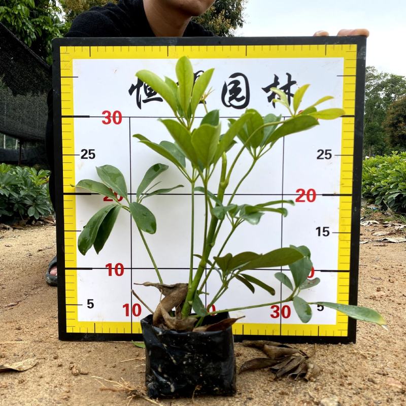 【鸭脚木鹅掌柴鹅掌木】各种规格欢迎咨询详谈