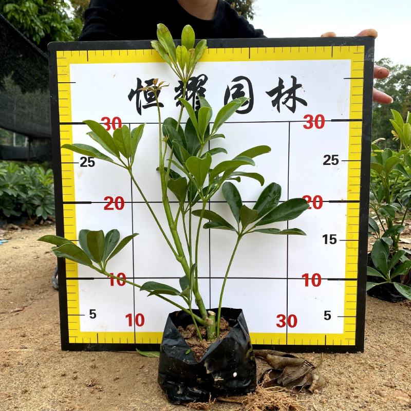 【鸭脚木鹅掌柴鹅掌木】各种规格欢迎咨询详谈