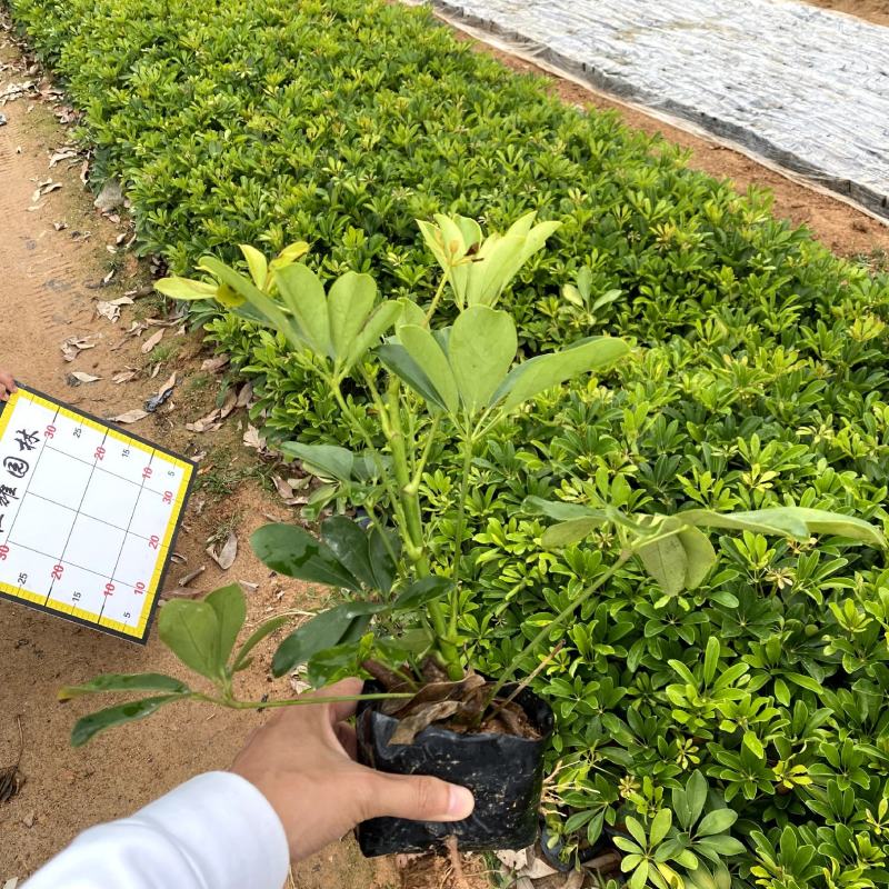 【鸭脚木鹅掌柴鹅掌木】各种规格欢迎咨询详谈