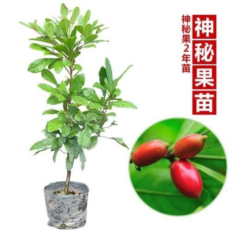 神秘果树苗正品神秘果树苗南北方可种西非品种