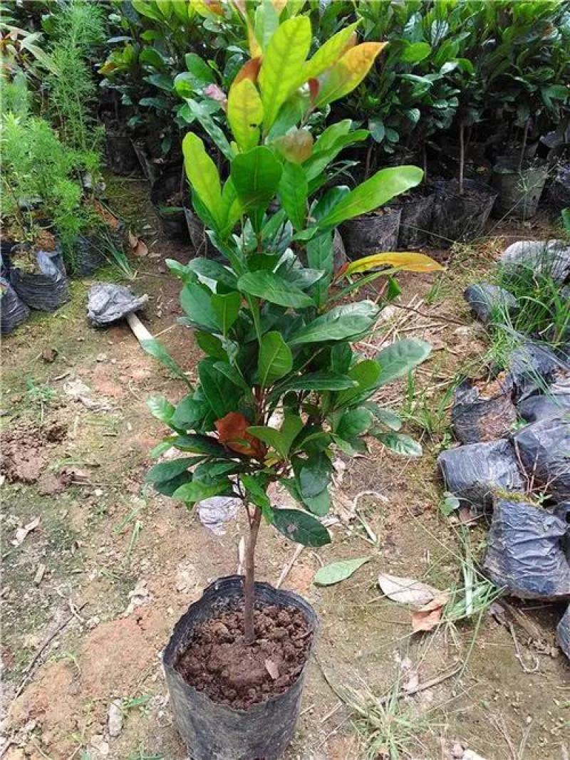 神秘果树苗正品神秘果树苗南北方可种西非品种
