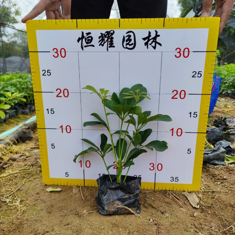 【鸭脚木鹅掌柴鹅掌木】各种规格欢迎咨询详谈