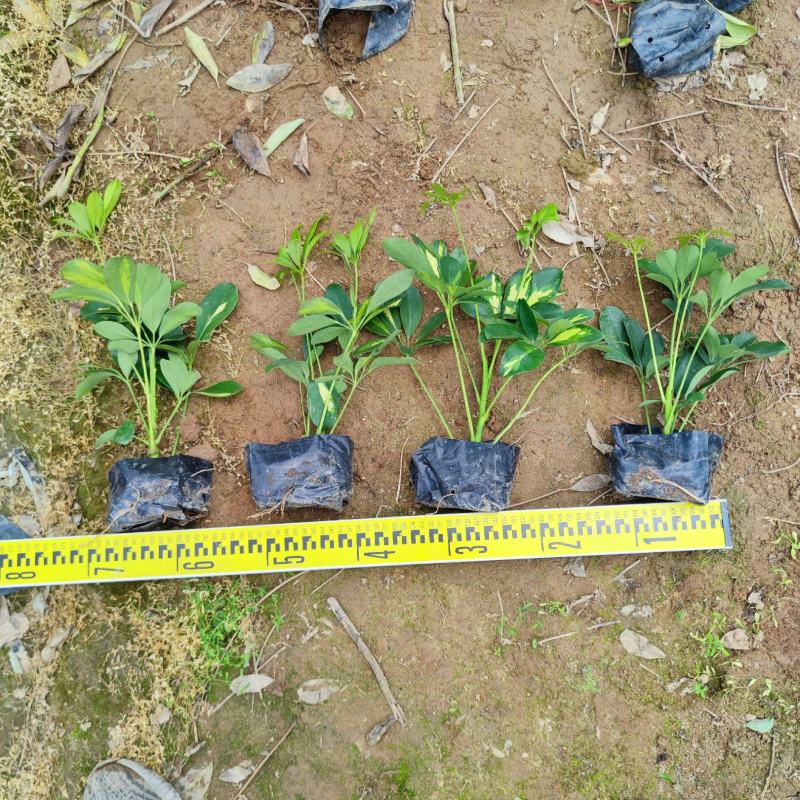 【鸭脚木鹅掌柴鹅掌木】各种规格欢迎咨询详谈