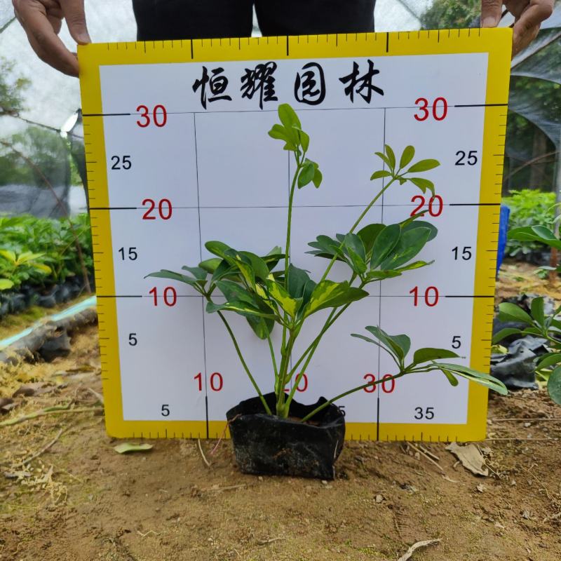 【鸭脚木鹅掌柴鹅掌木】各种规格欢迎咨询详谈