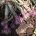 济南大青稞蒜种，皮红，瓣红，抗病，抗旱，抗寒，产量高