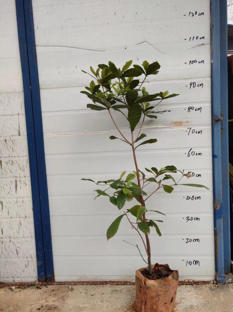 神秘果树苗正品神秘果树苗南北方可种西非品种