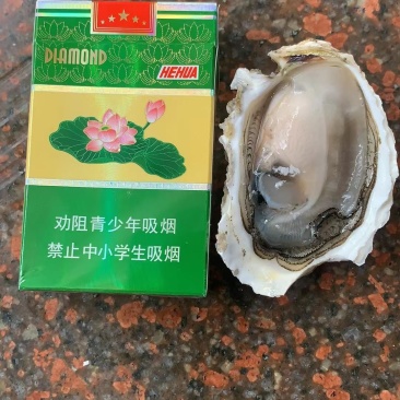 潮汕生蚝，南澳生蚝