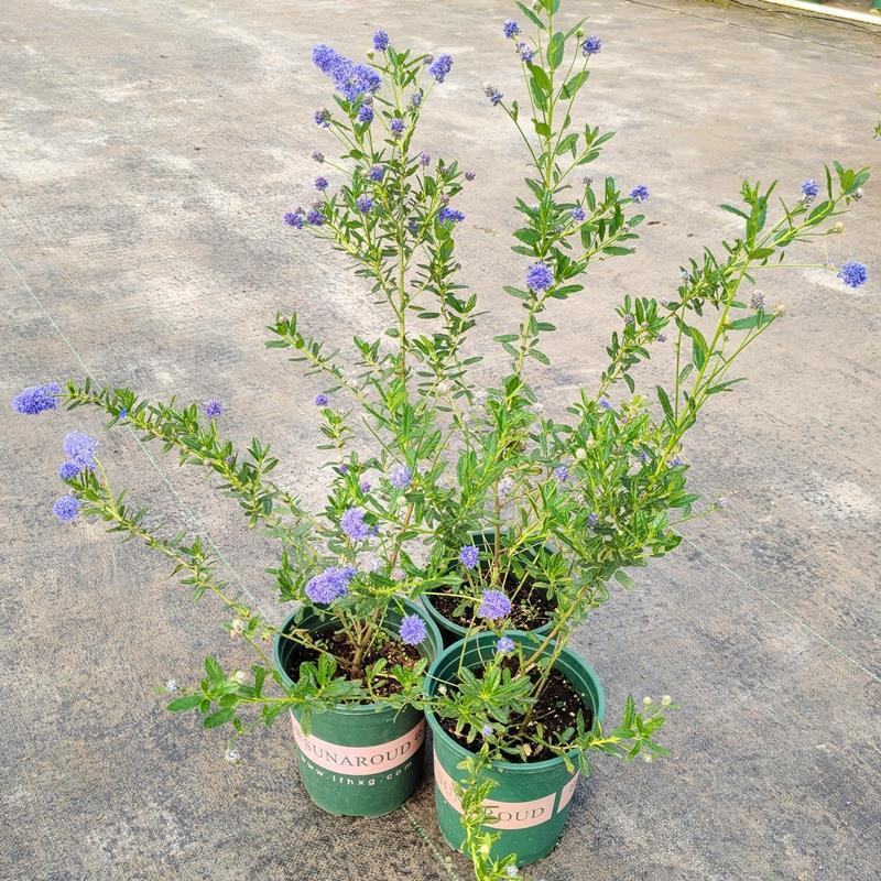 进口美洲茶盆栽带花苞耐寒多年生灌木花卉阳台庭院匍匐蓝色