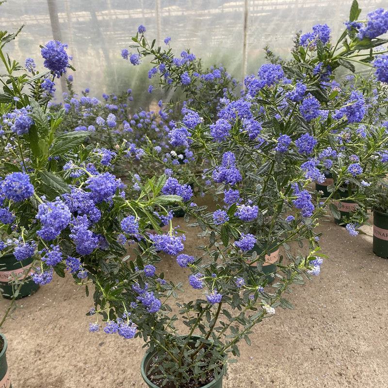 进口美洲茶盆栽带花苞耐寒多年生灌木花卉阳台庭院匍匐蓝色