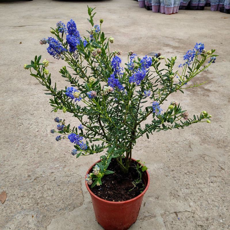 进口美洲茶盆栽带花苞耐寒多年生灌木花卉阳台庭院匍匐蓝色