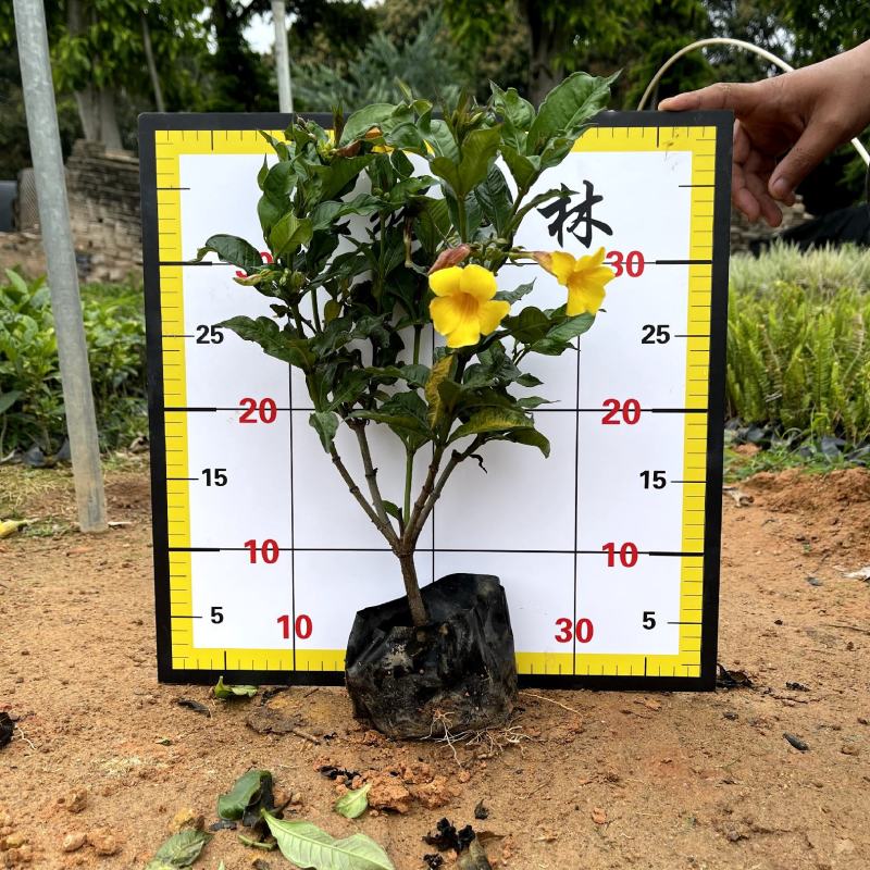 【硬枝黄婵】5斤袋7斤袋各种规格福建漳州基地直发
