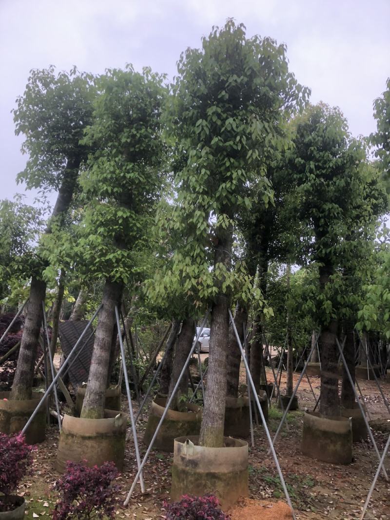 香樟