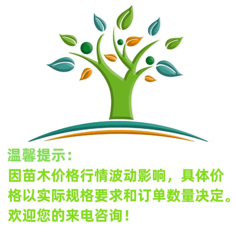 【硬枝黄婵】5斤袋7斤袋各种规格福建漳州基地直发