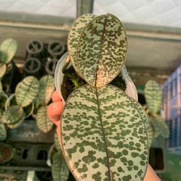 菲律宾原种西蕾丽书桌绿植适合板植量大优惠基地直发