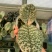 菲律宾原种西蕾丽书桌绿植适合板植量大优惠基地直发