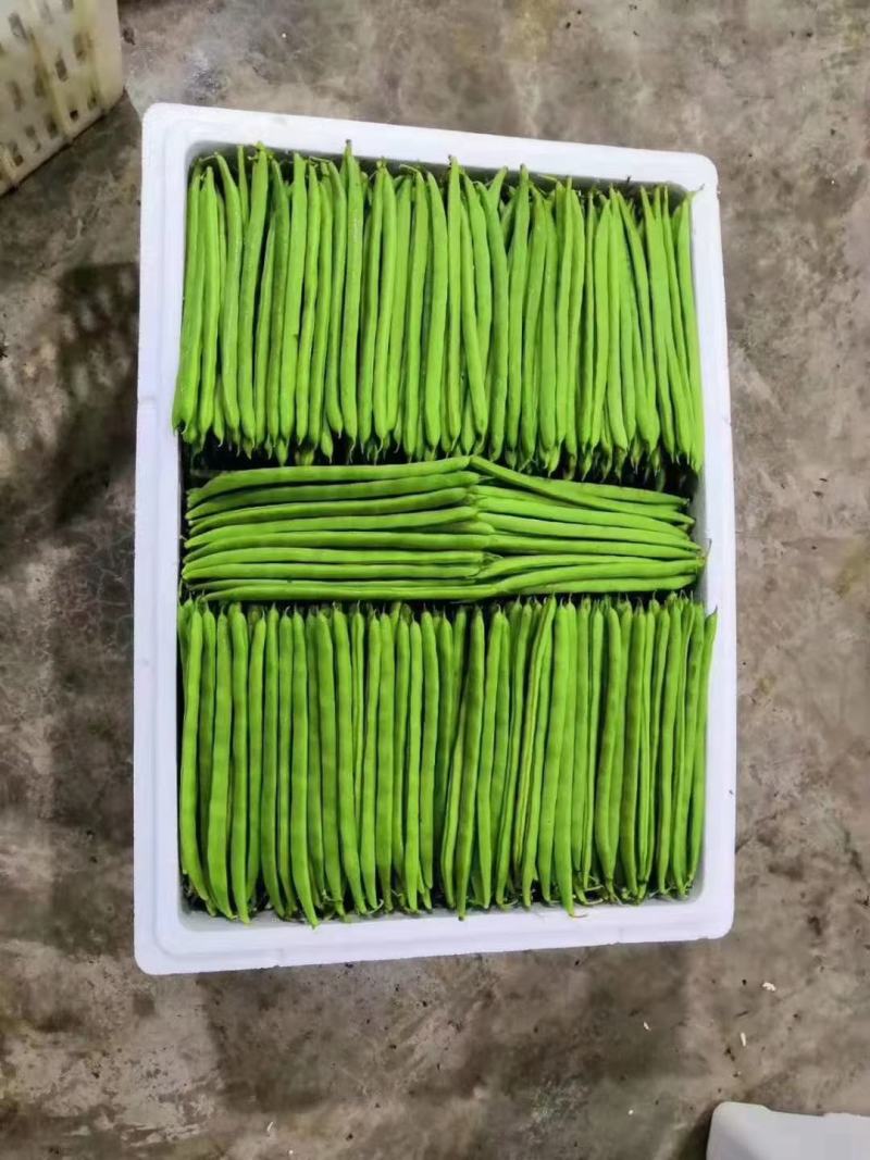 四季豆场地直销