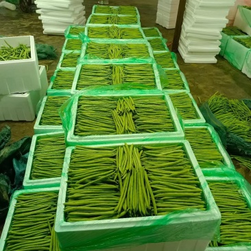 四季豆场地直销