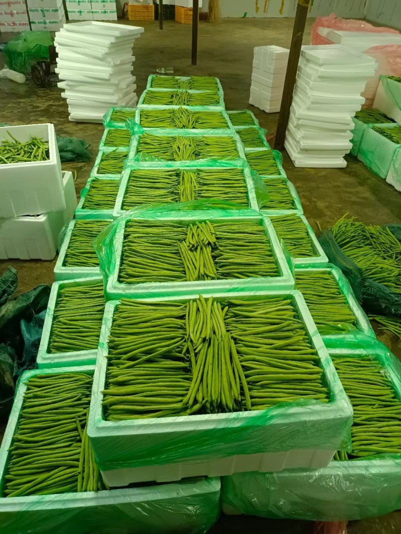四季豆场地直销
