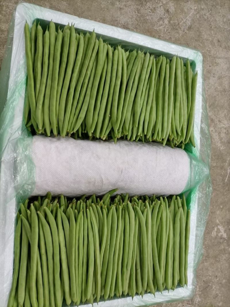四季豆场地直销