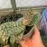 菲律宾原种西蕾丽书桌绿植适合板植量大优惠基地直发