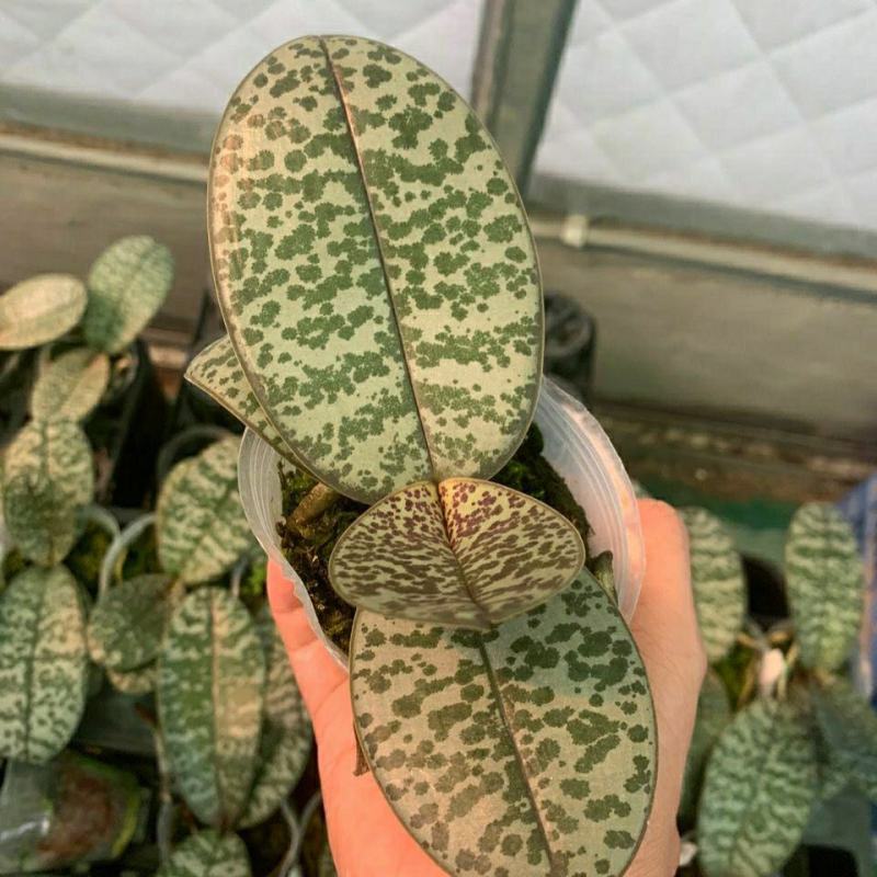 菲律宾原种西蕾丽书桌绿植适合板植量大优惠基地直发