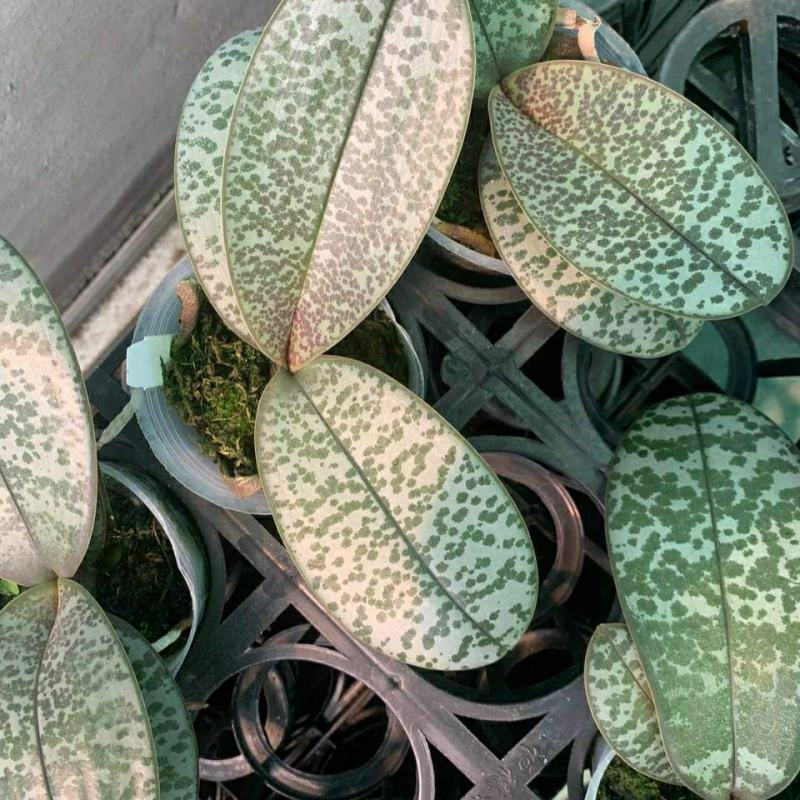 菲律宾原种西蕾丽书桌绿植适合板植量大优惠基地直发