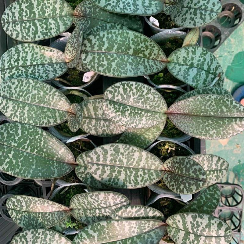 菲律宾原种西蕾丽书桌绿植适合板植量大优惠基地直发