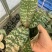 菲律宾原种西蕾丽书桌绿植适合板植量大优惠基地直发
