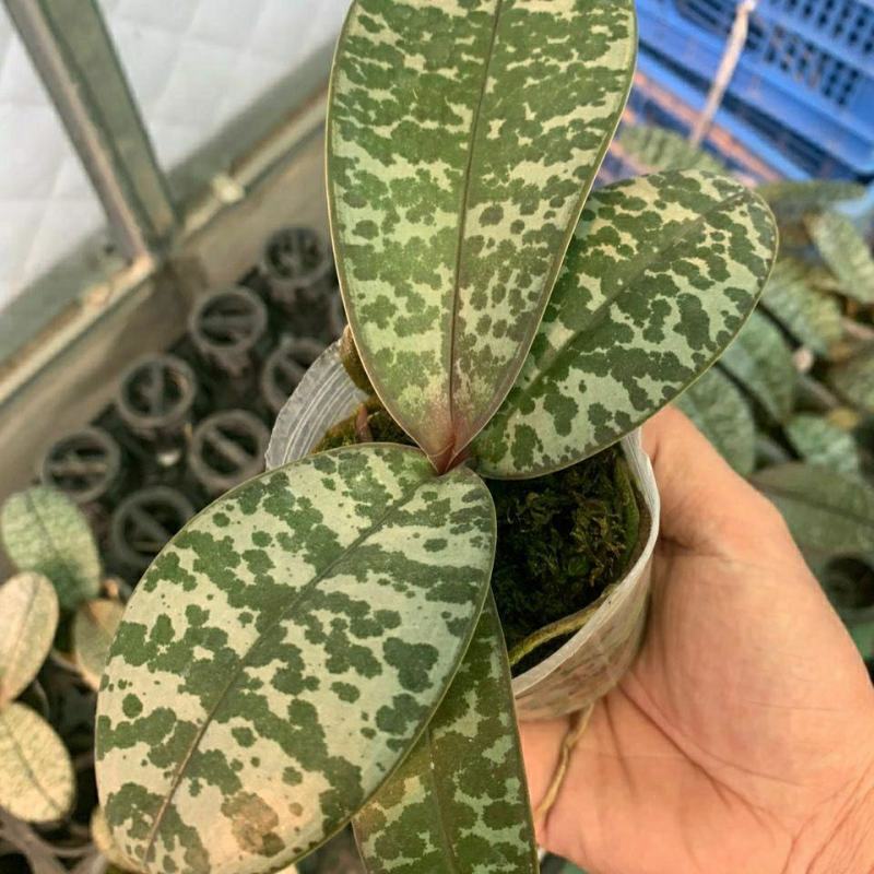 菲律宾原种西蕾丽书桌绿植适合板植量大优惠基地直发