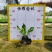 【玉簪白鹤花白玉簪玉春棒】各种规格欢迎咨询详谈