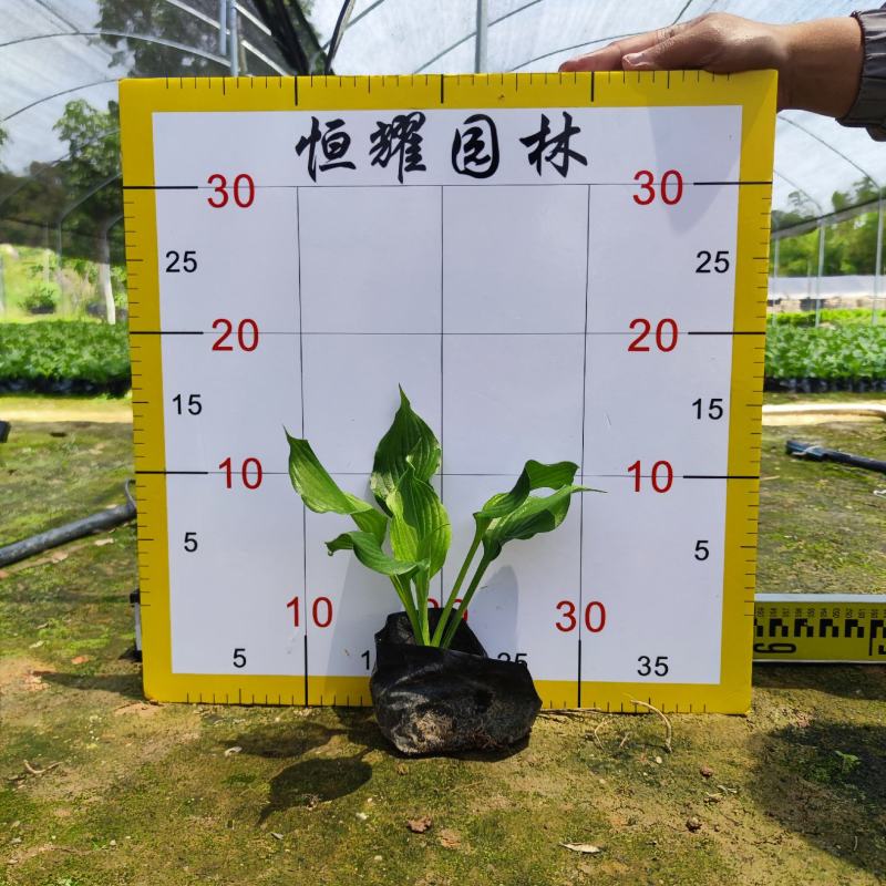 【玉簪白鹤花白玉簪玉春棒】各种规格欢迎咨询详谈