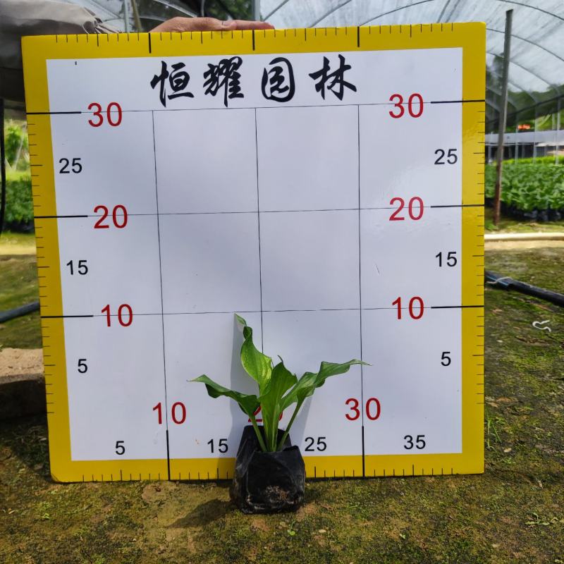 【玉簪白鹤花白玉簪玉春棒】各种规格欢迎咨询详谈