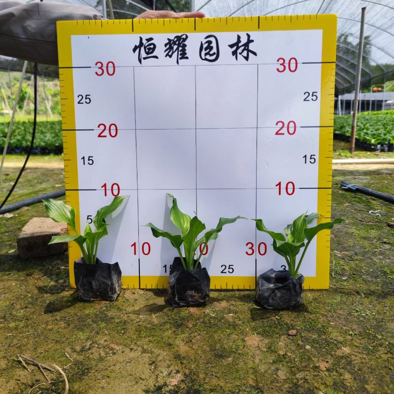 【玉簪白鹤花白玉簪玉春棒】各种规格欢迎咨询详谈