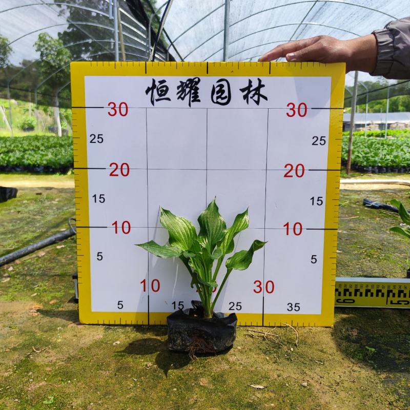 【玉簪白鹤花白玉簪玉春棒】各种规格欢迎咨询详谈