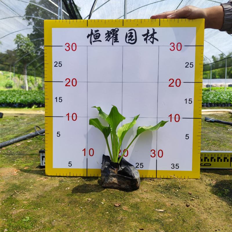 【玉簪白鹤花白玉簪玉春棒】各种规格欢迎咨询详谈