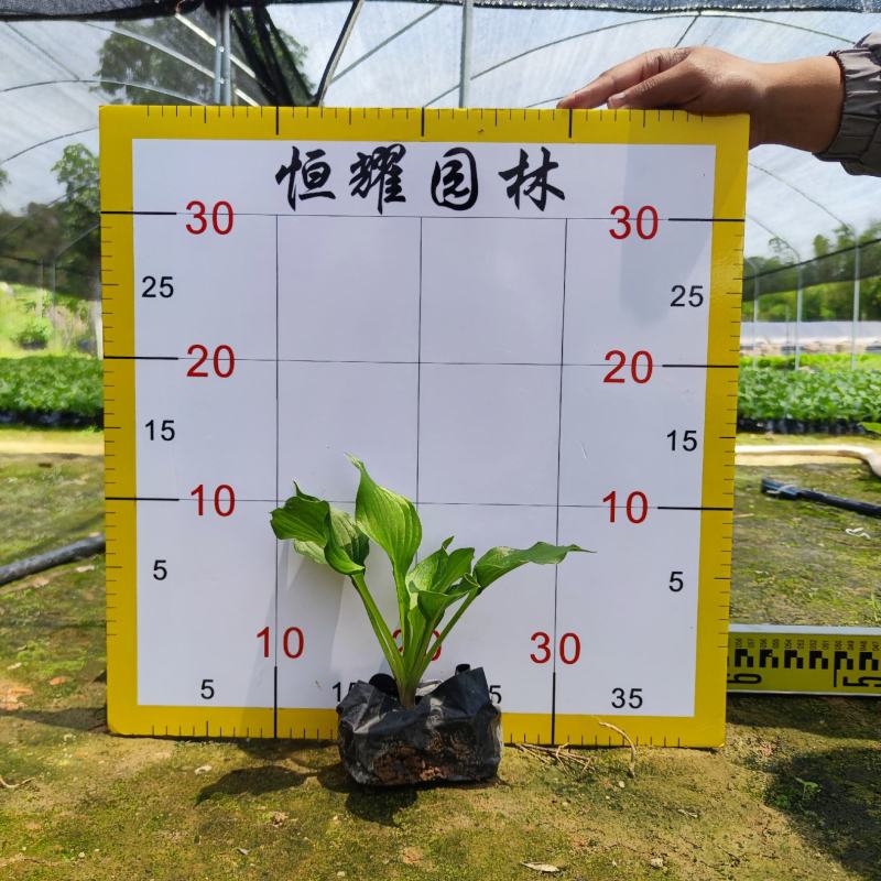 【玉簪白鹤花白玉簪玉春棒】各种规格欢迎咨询详谈