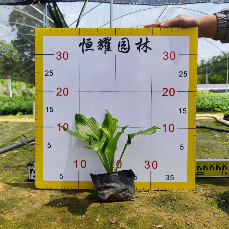 【玉簪白鹤花白玉簪玉春棒】各种规格欢迎咨询详谈