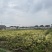 杭白菊胎菊无硫磺熏无农药；全程人工除草采摘全国发
