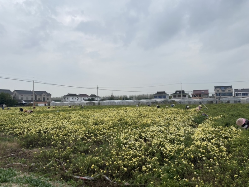 杭白菊胎菊无硫磺熏无农药；全程人工除草采摘全国发