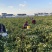 杭白菊胎菊无硫磺熏无农药；全程人工除草采摘全国发