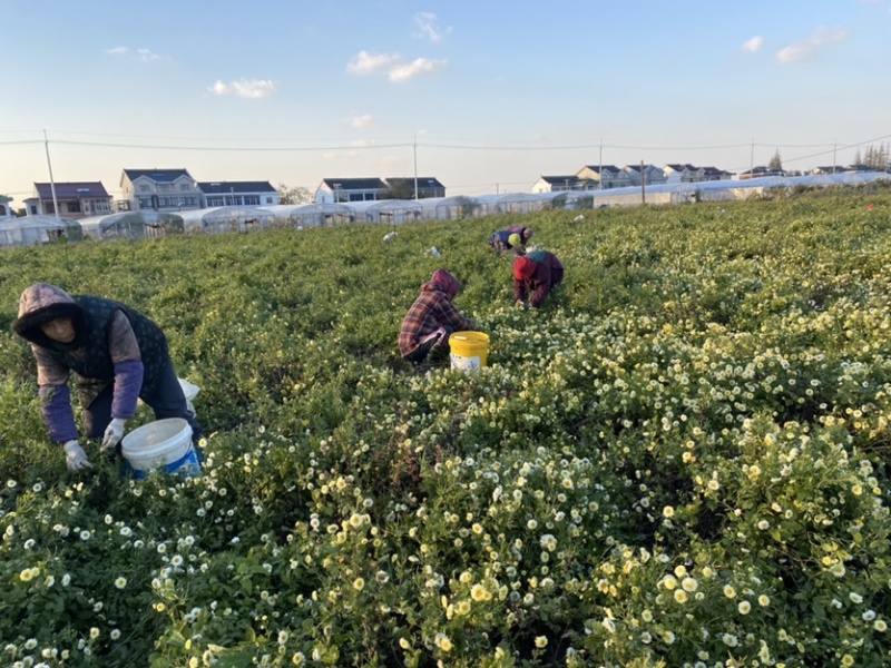 杭白菊胎菊无硫磺熏无农药；全程人工除草采摘全国发
