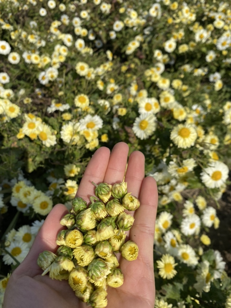 杭白菊胎菊无硫磺熏无农药；全程人工除草采摘全国发
