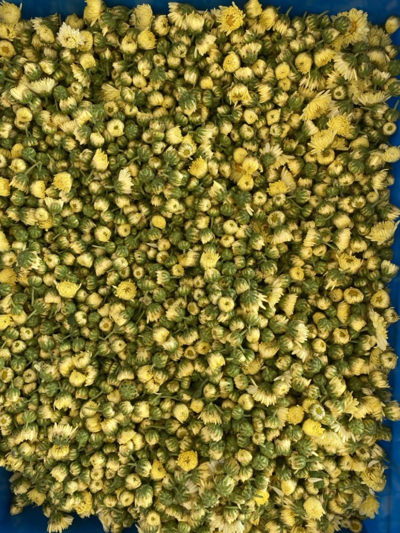 杭白菊胎菊无硫磺熏无农药；全程人工除草采摘全国发