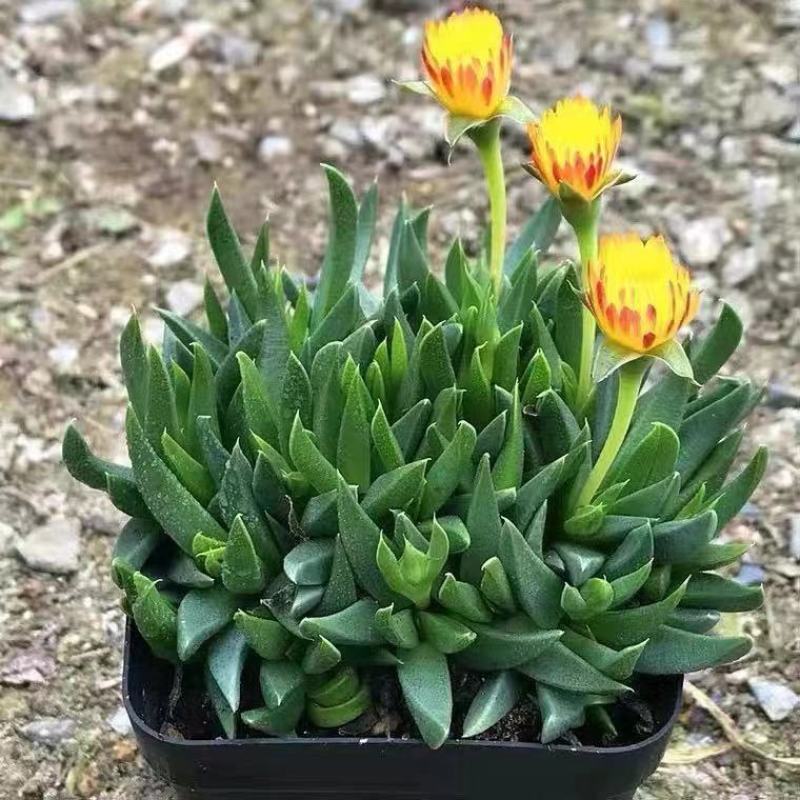 多肉植物黄花照波带花香味稀有品种室内花防辐射绿植精品花卉