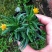 多肉植物黄花照波带花香味稀有品种室内花防辐射绿植精品花卉