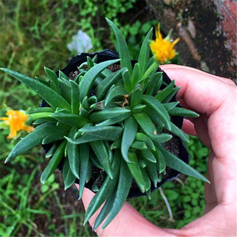 多肉植物黄花照波带花香味稀有品种室内花防辐射绿植精品花卉