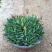 多肉植物黄花照波带花香味稀有品种室内花防辐射绿植精品花卉