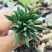 多肉植物黄花照波带花香味稀有品种室内花防辐射绿植精品花卉