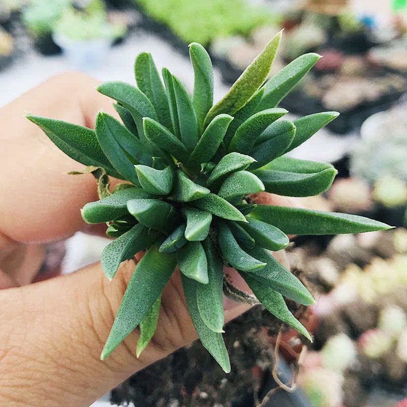 多肉植物黄花照波带花香味稀有品种室内花防辐射绿植精品花卉