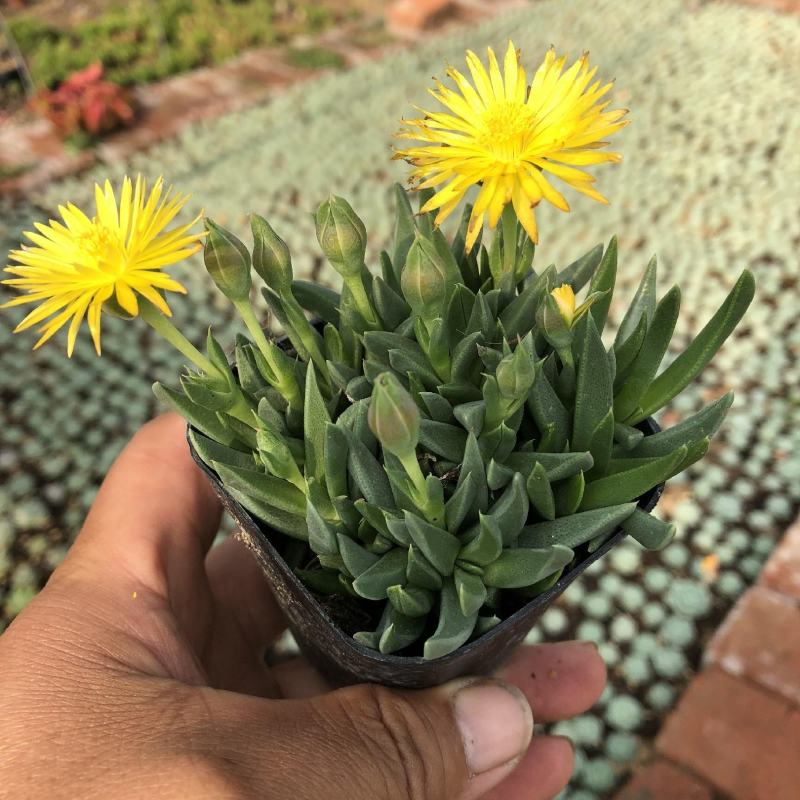 多肉植物黄花照波带花香味稀有品种室内花防辐射绿植精品花卉